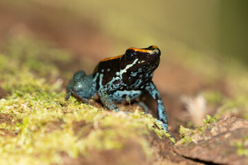 Amazonian Poison Frog (Ranitomeya ventrimacula), Ecuador