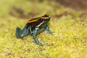 Amazonian Poison Frog (Ranitomeya ventrimacula), Ecuador