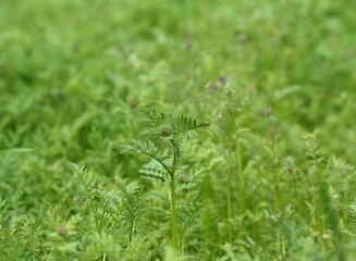 Lacy phacelia flower buds spring green leaves, growing young phacelia plants.

