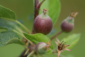 Young green apple fruits, variety Topaz in organic orchard.