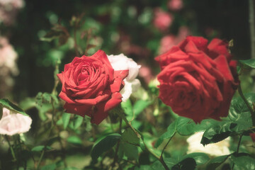 深紅の薔薇