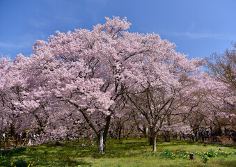 満開の桜