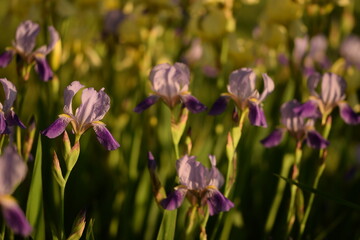 Irises garden with purple and yellow flowers