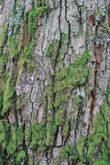 A detail of a tree in a forest