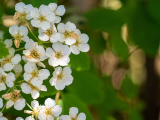 White flowers of shrub Spiraea