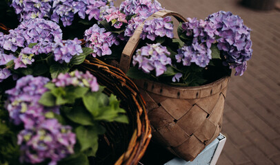 flowers in the summer garden