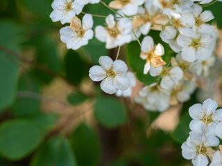 White flowers of shrub Spiraea