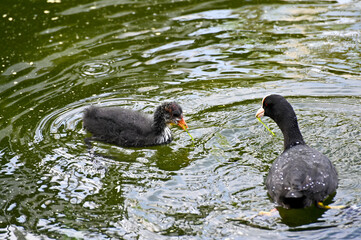 adult and young coot in lake park