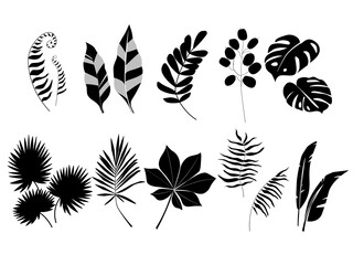 Fototapeta na wymiar A set of botanical natural silhouettes of tropical exotic leaves on a white background. Monstera, palm, fern in an abstract minimalist style. Vector graphics.