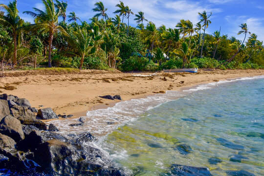 Shore of a tropical palm tree lined beach with hut roofs nestled among the trees