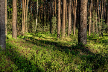 Obraz premium Las sosnowy porośnięty Jagodzinami 