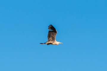 Profile of a gray heron flying in the sky