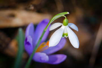 Four petal snowdrop spring flower