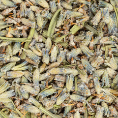 old dried lavender flowers close up