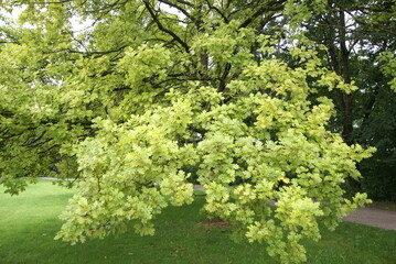 Eiche Laub und Baum 437891157 Quercus