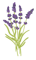 Naklejka premium Elegant lavender bouquet, lavender bouquet, dried flowers, lilac color, isolated background