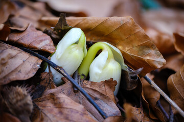 White pink young hellebore flower 