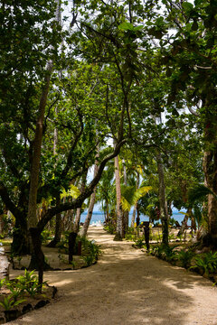 Sandy trail meandering through palm trees towards an azure sea on a tiny island in the South Pacific ocean.