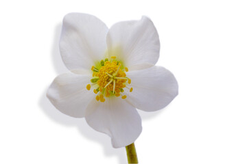 White pink young hellebore flower 