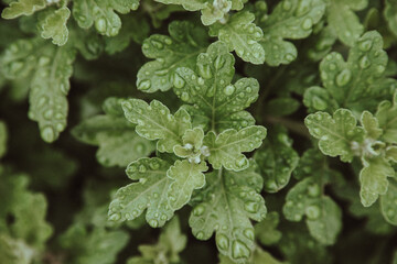Green leaves close-up. There are drops of rain or dew on the leaves. Natural texture and background.
