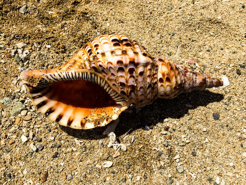 Empty shell of the giant triton (Charonia tritonis) with beautiful white, brown and yellow markings, laying on a sandy beach in the South Pacific