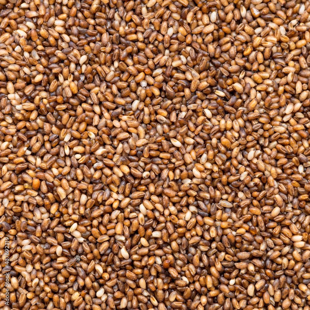 Wall mural whole-grain teff seeds close up