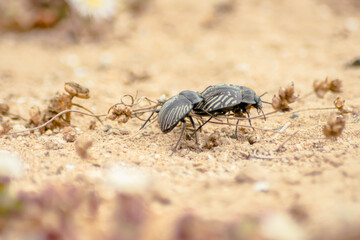 Escarabajos pareja
