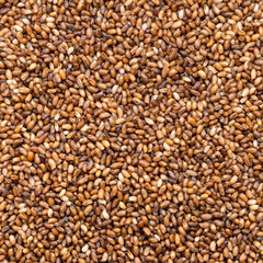 whole-grain teff seeds close up