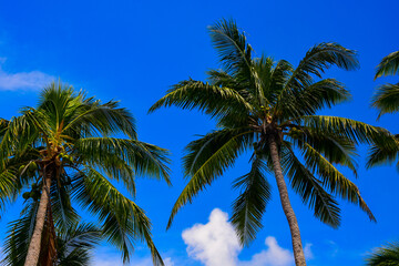 Tops of two palm trees against blue sky with fluffy clouds.