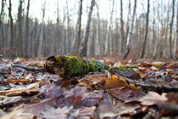 autumn forest in the morning