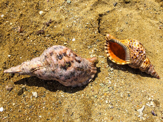 Two Triton's Trumpet shells (Charonia tritonis) laying on the sand near Coral Coast, Viti Levu, Fiji