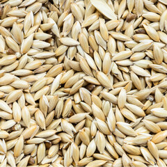 scagliola canary seeds close up