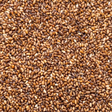whole-grain teff seeds close up