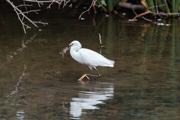 Little egret with a frog in its beak