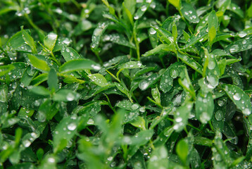 Green leaves close-up. There are drops of rain or dew on the leaves. Natural texture and background.