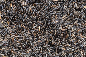 background - many whole-grain niger seeds