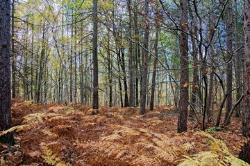 autumn forest in the morning