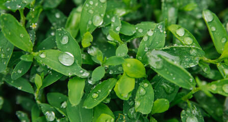 Green leaves close-up. There are drops of rain or dew on the leaves. Natural texture and background.