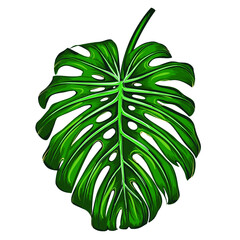 Monstera leaf. Beautiful natural background. Summer tropical leaf. Sketch cartoon style. Palm leaves.