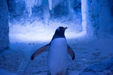 penguin in the aquarium © Damien Gustin