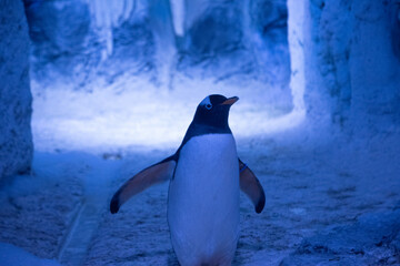 penguin in the aquarium