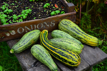 Freshly picked zucchini next to onion sprouting in box of soil