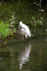 Little egret on the bank of a river with a toad