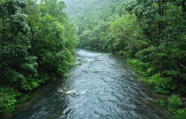 Fototapeta na wymiar River in green forest