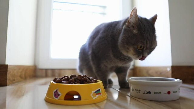 grey british cat eating crisp