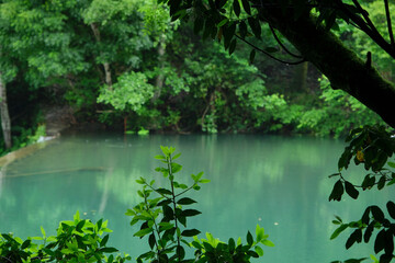 River in green forest
