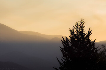 atardecer pino