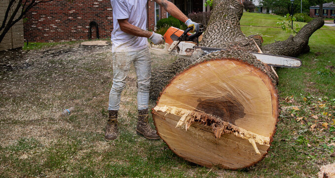 Felled tree cut into pieces with chainsaw - large trunk suburban tree removal