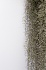 Spanish moss isolate on white background.