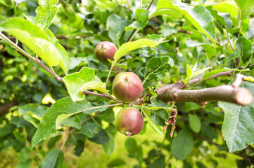 Fresh small green and red apples on apple tree branch in the garden. Rogaska Slatina,Slovenia